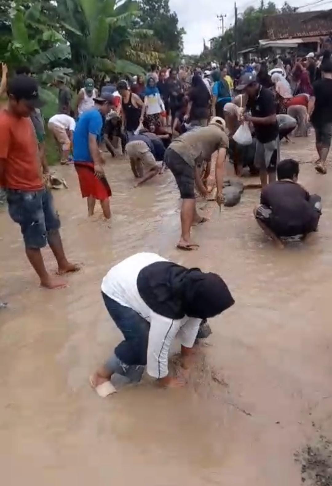 Masyarakat Gading Rejo Tabur Ikan Lele, Karena Jalan Rusak Parah.