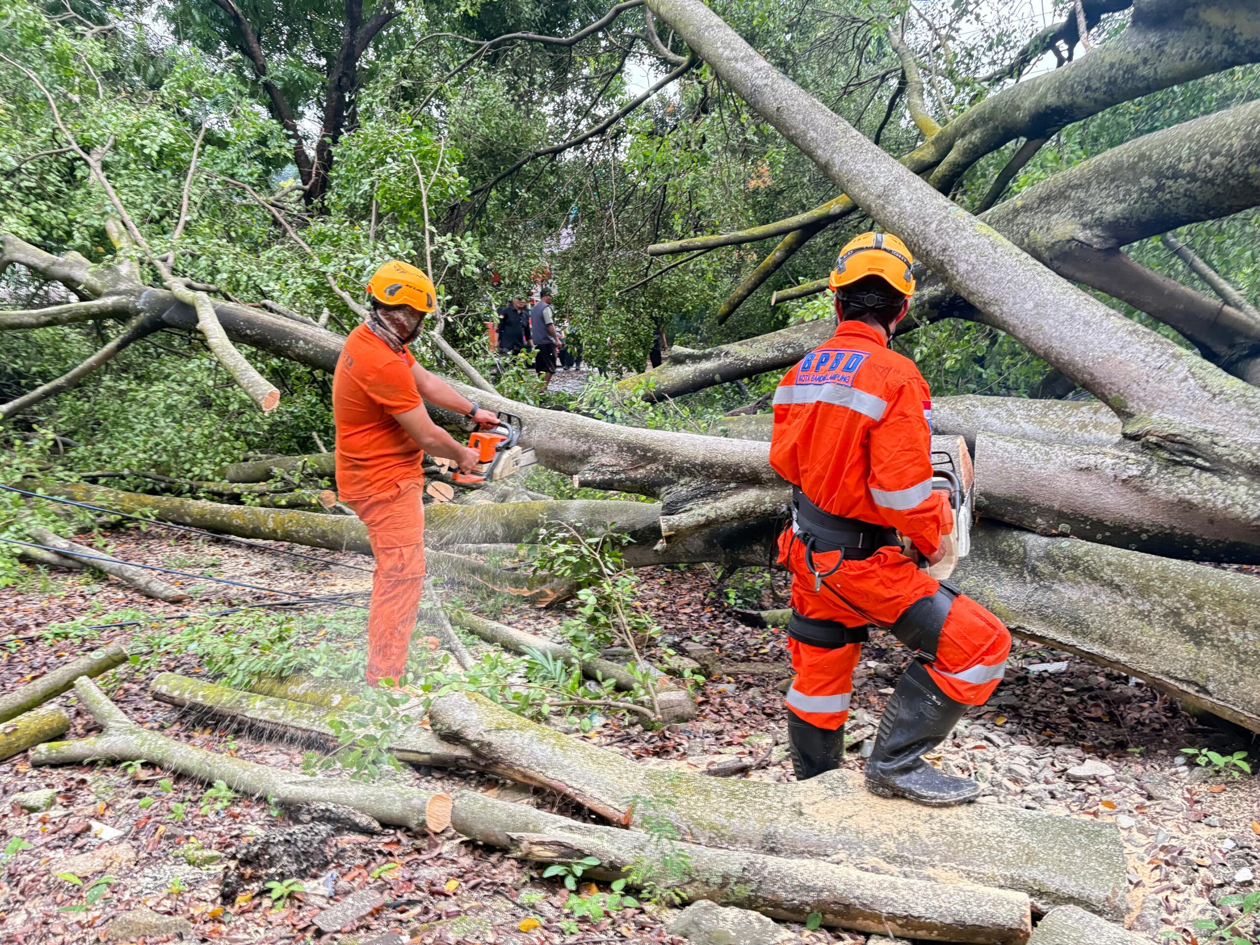 Rabu (04/02/2026) Pukul 18.22 WIB BPBD Kota Bandar Lampung melakukan Evakuasi Pohon Tumbang dengan mengirimkan Tim Reaksi Cepat di wilayah Kota Bandar Lampung.